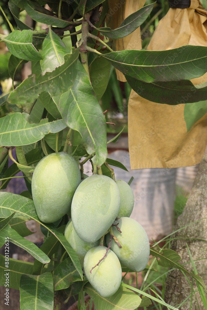 mango on tree in farm for sell mango on tree in farm for sell