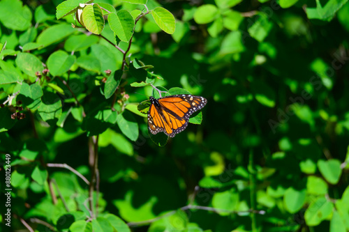 A Monarch Butterfly at Hoeft State Park, near Rogers City, Michigan.