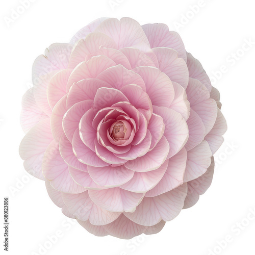 a camellia flower, soft pink petals on transparent background