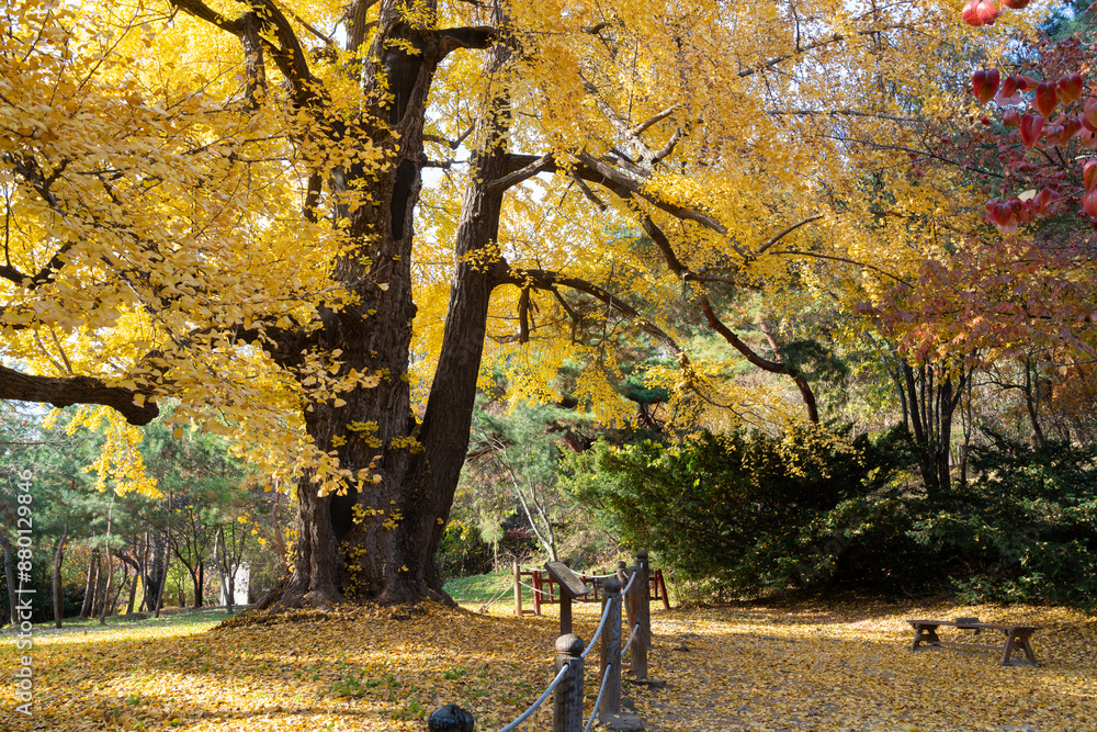 Autumn forest at Seolleung and Jeongneung Royal Tombs in Seoul, Korea