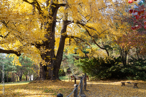 Autumn forest at Seolleung and Jeongneung Royal Tombs in Seoul, Korea photo