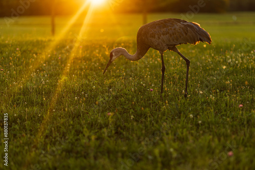Sandhill crane at sunset