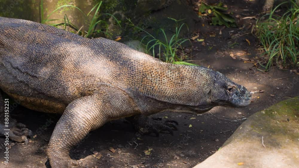 Huge Komodo Dragon (Varanus komodoensis) Walking Between Rocks Sticking Out Tongue in Jungle Forest of Indonesia - Close-up, Slow motion Huge Komodo Dragon (Varanus komodoensis) Walking Between Rocks Sticking Out Tongue in Jungle Forest of Indonesia - Close-up, Slow motion