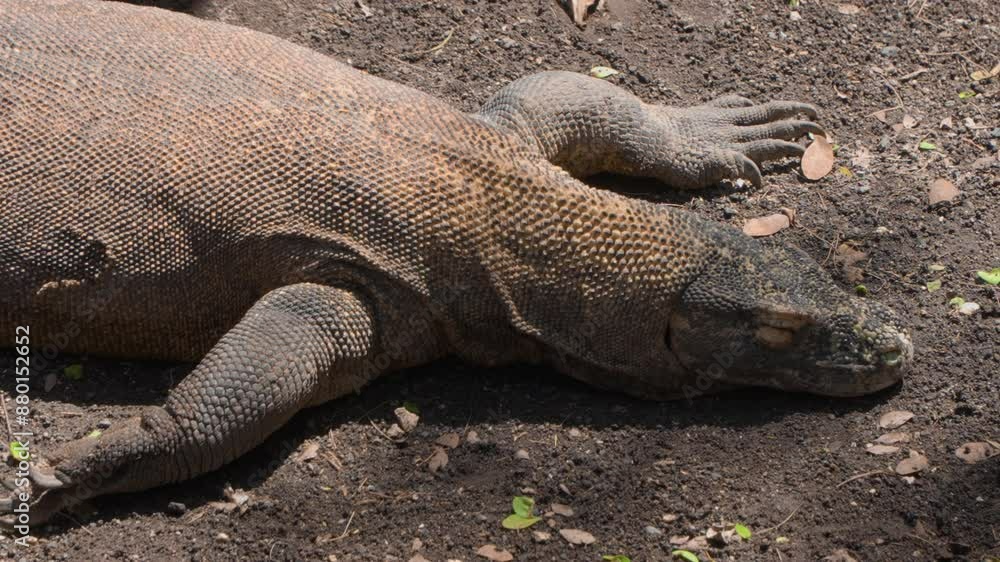 Sleeping Dead Komodo Dragon (Varanus komodoensis) or Komodo Monitor Opens Eyes Lying in Sunlight in Jungle Forest Clearing in Indonesia - High Angle Zoom Out Motion From Close-up Sleeping Dead Komodo Dragon (Varanus komodoensis) or Komodo Monitor Opens Eyes Lying in Sunlight in Jungle Forest Clearing in Indonesia - High Angle Zoom Out Motion From Close-up