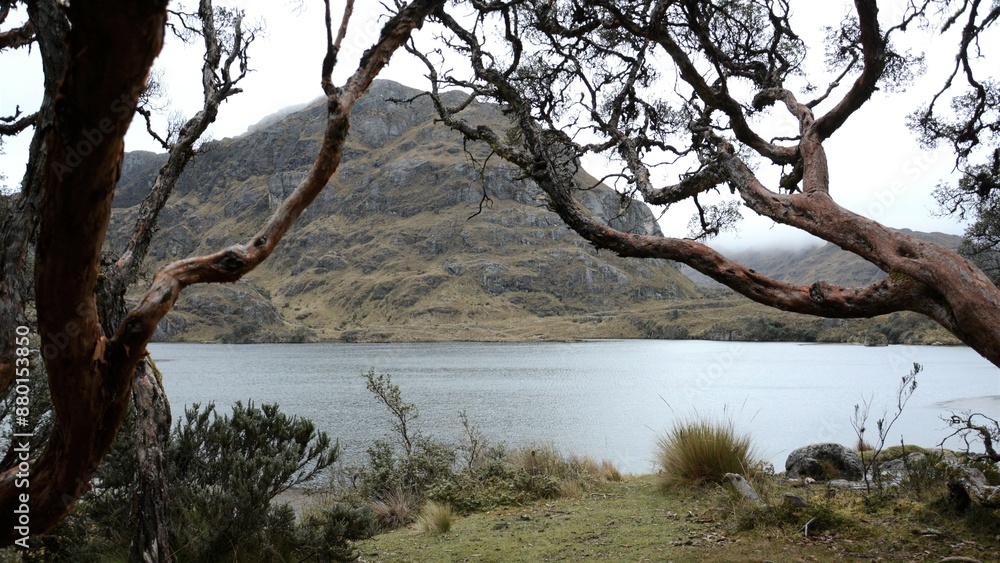Fototapeta premium polylepsis tree next to lagoon in Cajas Ecuador