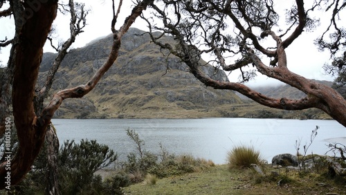 polylepsis tree next to lagoon in Cajas Ecuador