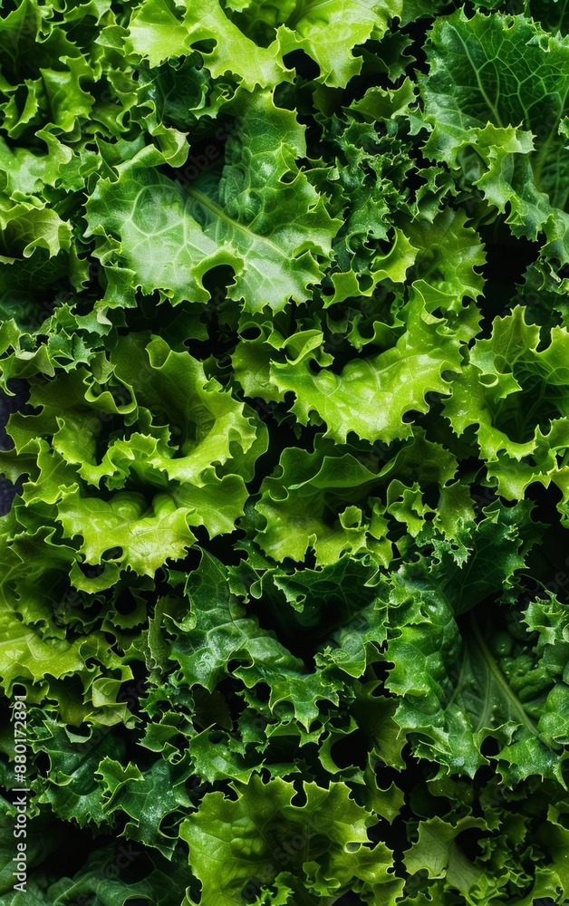 A highresolution photo of fresh green lettuce leaves as a background A highresolution photo of fresh green lettuce leaves as a background