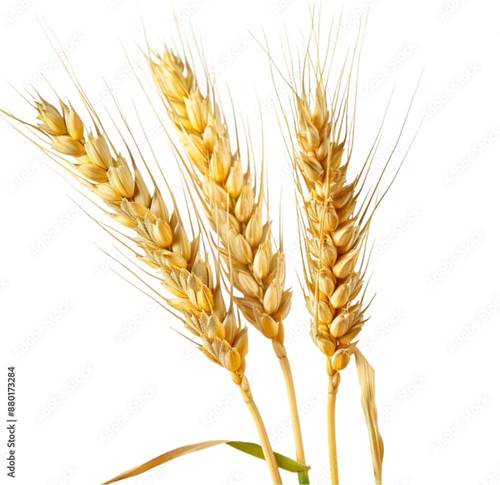 Wheat ears, isolated on Transparent background. Wheat ears, isolated on Transparent background.