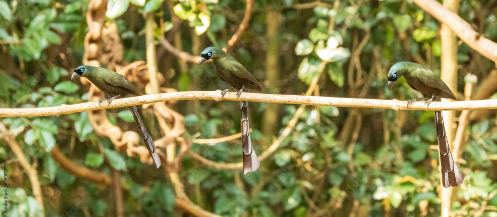 The Racket-tailed Treepie (Crypsirina temia) is a medium-sized bird with glossy black plumage, a distinctive long tail with racket-shaped tips, and bright blue eyes. The Racket-tailed Treepie (Crypsirina temia) is a medium-sized bird with glossy black plumage, a distinctive long tail with racket-shaped tips, and bright blue eyes.