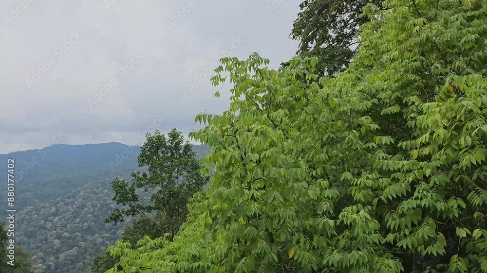 Mountain range and trees through the car window. Side view of lush green mountains. Aerial view, flying between tropical forest tree in mountain road Mountain range and trees through the car window. Side view of lush green mountains. Aerial view, flying between tropical forest tree in mountain road