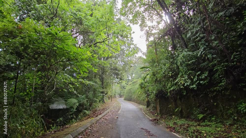Morning light through rainforest road. Foggy tropical countryside mountain road. Beautiful sunrise in the forest. The suns rays break through the trees in the mist Morning light through rainforest road. Foggy tropical countryside mountain road. Beautiful sunrise in the forest. The suns rays break through the trees in the mist