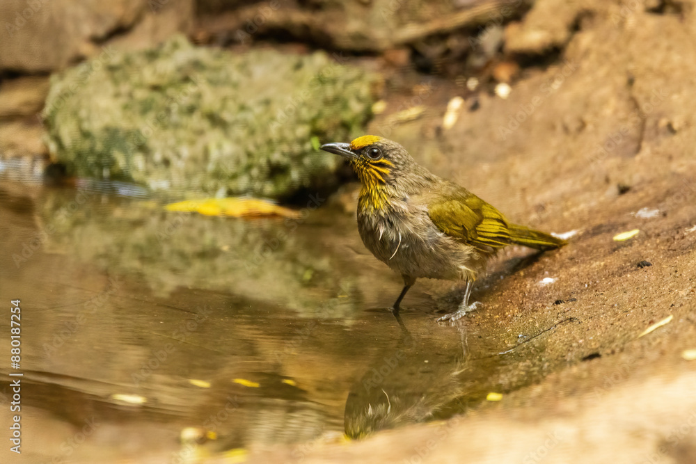 The Stripe-throated Bulbul (Pycnonotus finlaysoni) is a medium-sized songbird with olive-green upperparts, yellow underparts, and distinctive yellow stripes on its throat. The Stripe-throated Bulbul (Pycnonotus finlaysoni) is a medium-sized songbird with olive-green upperparts, yellow underparts, and distinctive yellow stripes on its throat.