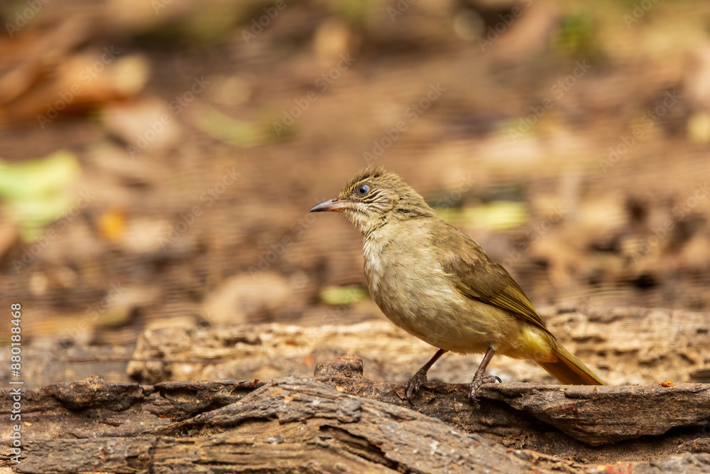 The Streak-eared Bulbul (Pycnonotus conradi) is a medium-sized songbird with olive-brown upperparts and pale yellowish underparts. It has distinctive streaks on its ear coverts, giving it its name. The Streak-eared Bulbul (Pycnonotus conradi) is a medium-sized songbird with olive-brown upperparts and pale yellowish underparts. It has distinctive streaks on its ear coverts, giving it its name.