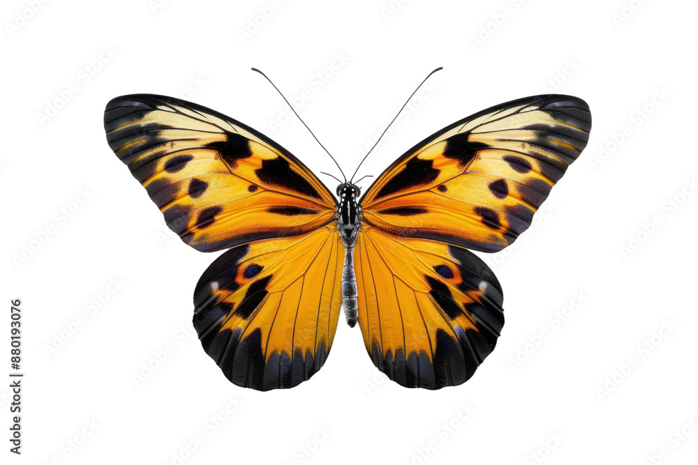 Fototapeta premium Beautiful Butterfly Isolated on Transparent Background