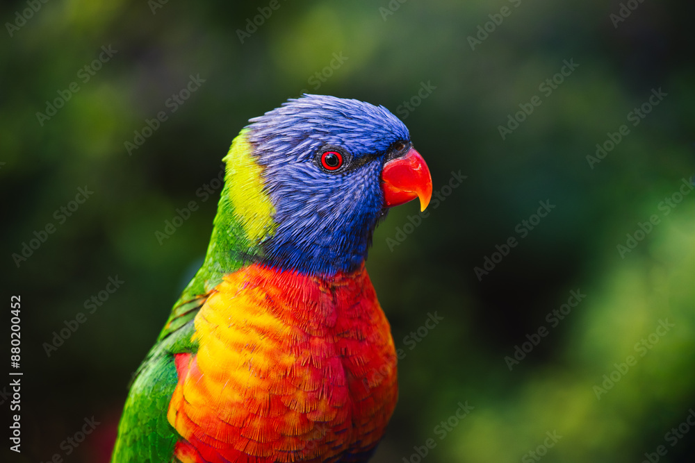Rainbow Lorikeet Rainbow Lorikeet