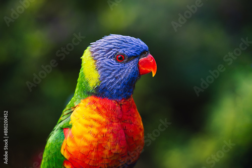 Obraz na płótnie Rainbow Lorikeet