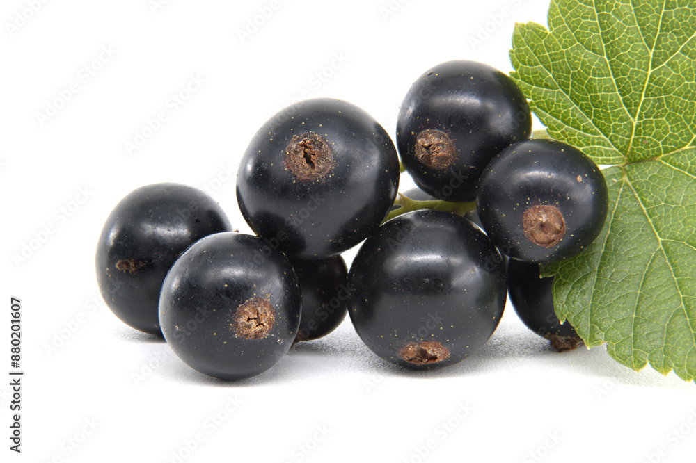 Fresh black currants with green leaves isolated on a white background Fresh black currants with green leaves isolated on a white background