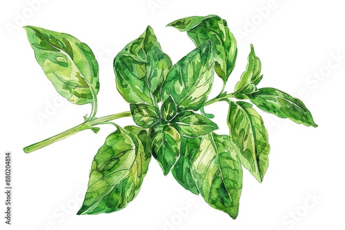 Basil plant watercolor illustration isolated on white