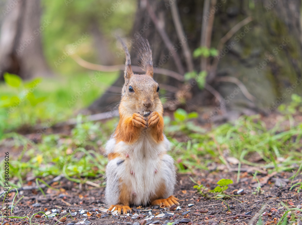 Squirrel eats a nut while sitting in green grass. Eurasian red squirrel, Sciurus vulgaris Squirrel eats a nut while sitting in green grass. Eurasian red squirrel, Sciurus vulgaris