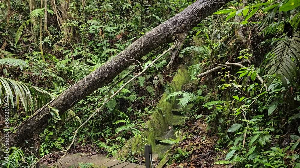 A serene nature trail through a lush forest is blocked by a fallen tree. A tree trunk fallen across the jungle path with dense foliage in rainforest. Pan shot A serene nature trail through a lush forest is blocked by a fallen tree. A tree trunk fallen across the jungle path with dense foliage in rainforest. Pan shot