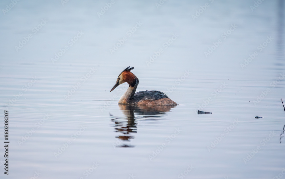 The waterfowl bird Great Crested Grebe swimming in the calm lake The waterfowl bird Great Crested Grebe swimming in the calm lake