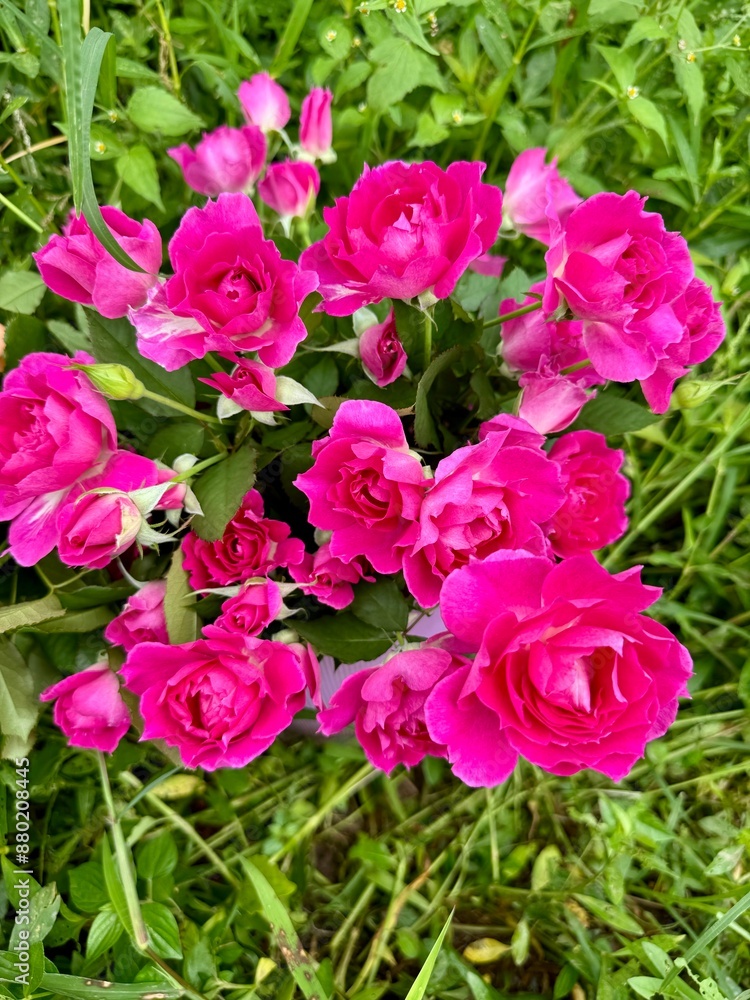Lush Cluster of Vibrant Pink and Purple Roses in Full Bloom with Green Foliage Background - Serene Garden Setting in Spring or Summer Lush Cluster of Vibrant Pink and Purple Roses in Full Bloom with Green Foliage Background - Serene Garden Setting in Spring or Summer