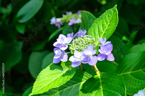 Wallpaper Mural 木漏れ日のアジサイ Torontodigital.ca