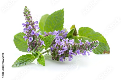mint flower isolated on white