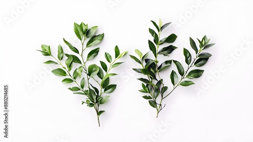 Olive leaf laurels foliage on a white background photo