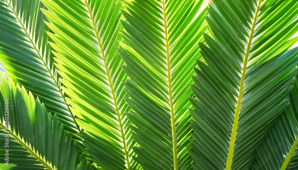 Green texture of tree leaf. Nature background. Nature leaves, green tropical forest, backgound concept