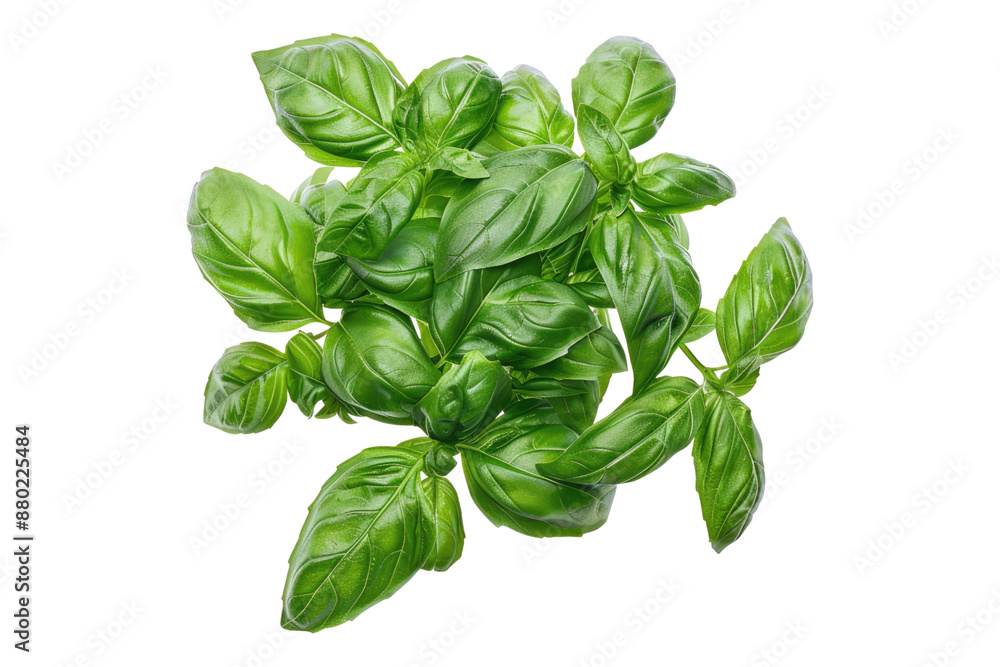 Fresh basil isolated on transparent background Fresh basil isolated on transparent background