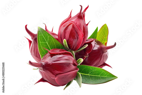 Fresh roselle fruits with leaves isolated on transparent background