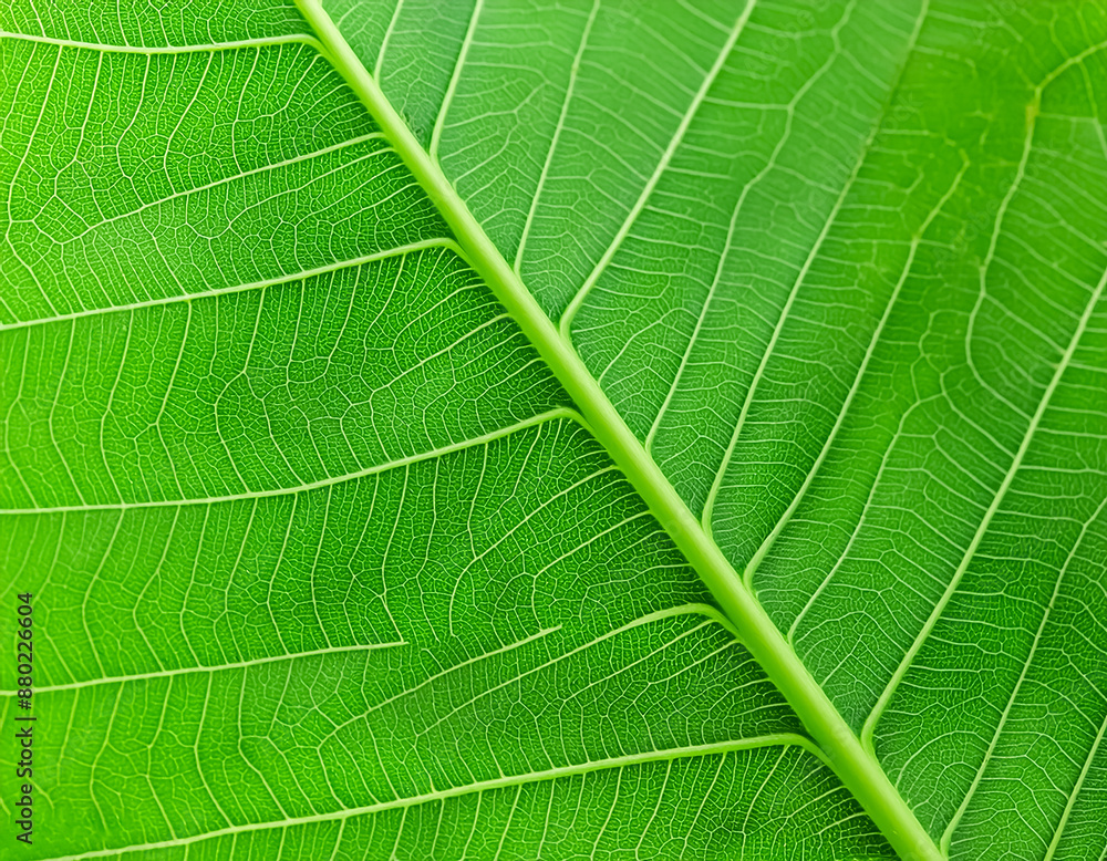 Green texture of tree leaf. Nature background. Nature leaves, green tropical forest, backgound concept Green texture of tree leaf. Nature background. Nature leaves, green tropical forest, backgound concept