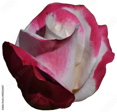 Red and White Rosebud