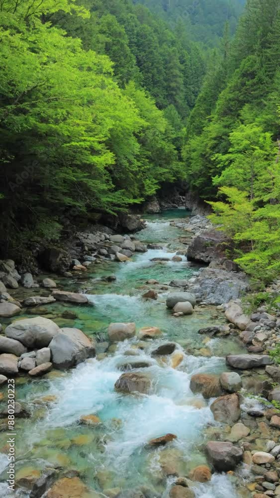 vertical video of river in the forest vertical video of river in the forest