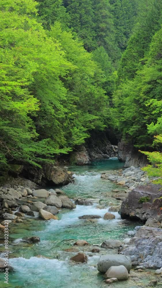 vertical video of river in the forest vertical video of river in the forest