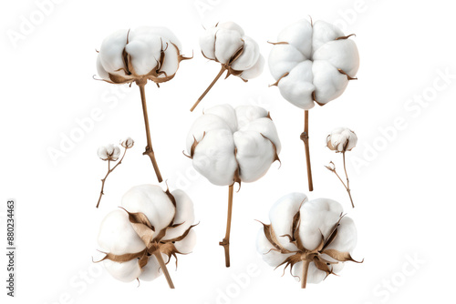 Set of cotton flower isolated on transparent background