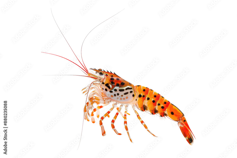 Tiger shrimp isolated on transparent background Tiger shrimp isolated on transparent background
