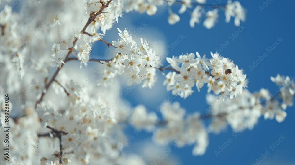 Bees gather nectar from the cherry blossoms in a soft focus close-up, capturing the elegance and grace of springtime. Bees gather nectar from the cherry blossoms in a soft focus close-up, capturing the elegance and grace of springtime.