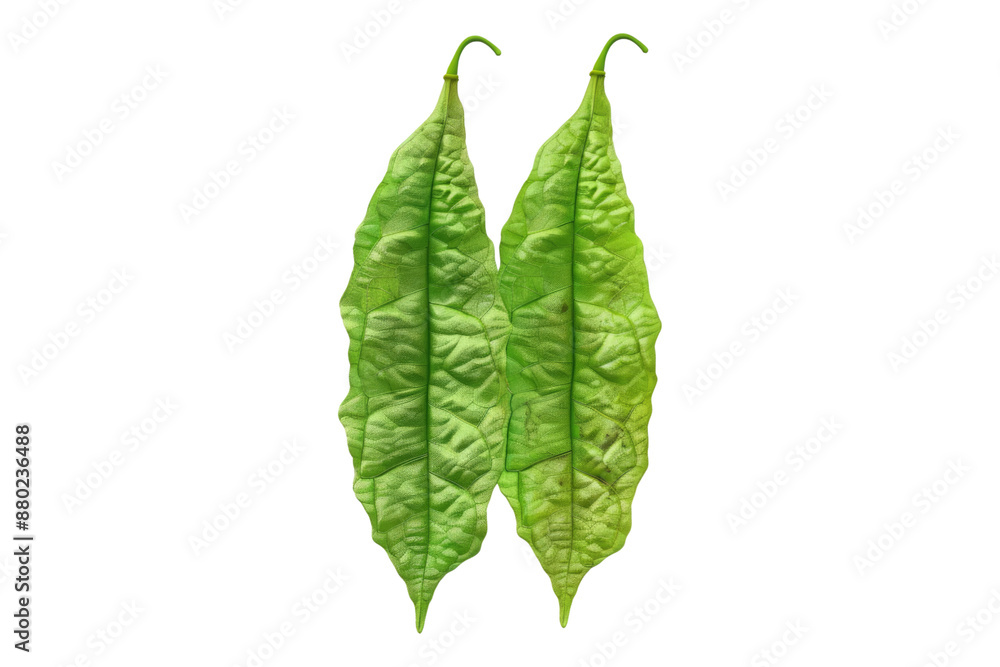 Winged beans isolated on transparent background Winged beans isolated on transparent background