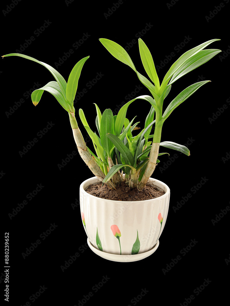 A potted plant A potted plant