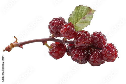 Juicy Wineberry Treat Isolated On Transparent Background photo