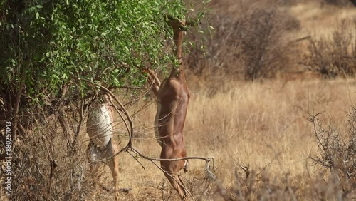 A pair of gerenuk antelopes are seen standing up on their hind legs to feed off foliage in Samburu National Reserve, Kenya photo