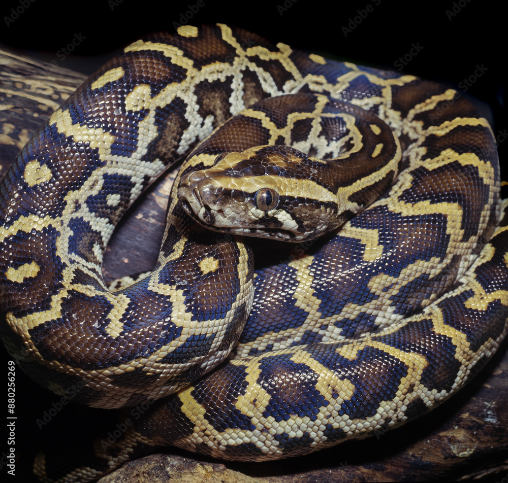 Burmese python a is carnivorous reptile Burmese python a is carnivorous reptile