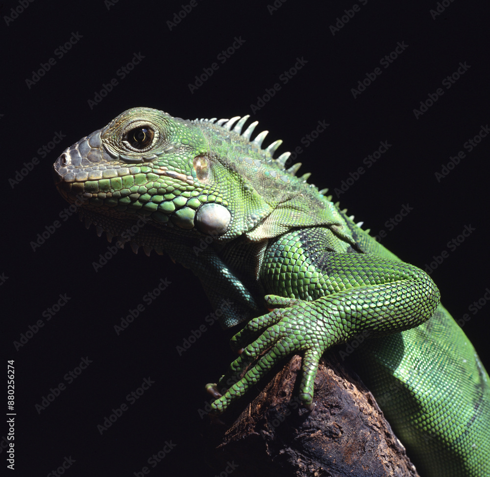 A panther chameleon on black background A panther chameleon on black background