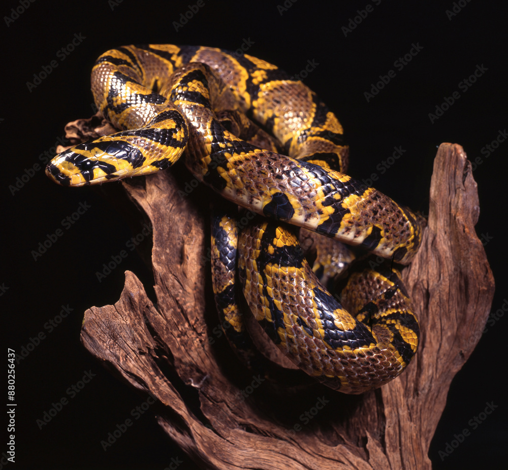 Fototapeta premium Mandarin Rat snakes a snake on black background