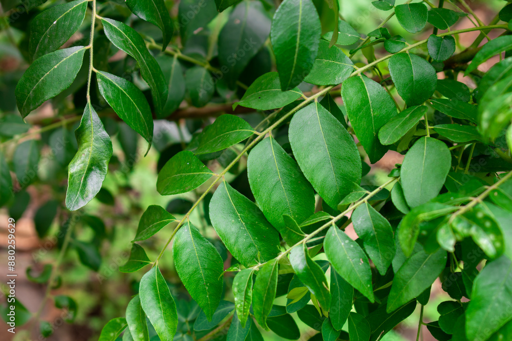 Curry leaf (Murraya koenigii)plant grown in the garden, Herbs plant Curry leaf (Murraya koenigii)plant grown in the garden, Herbs plant