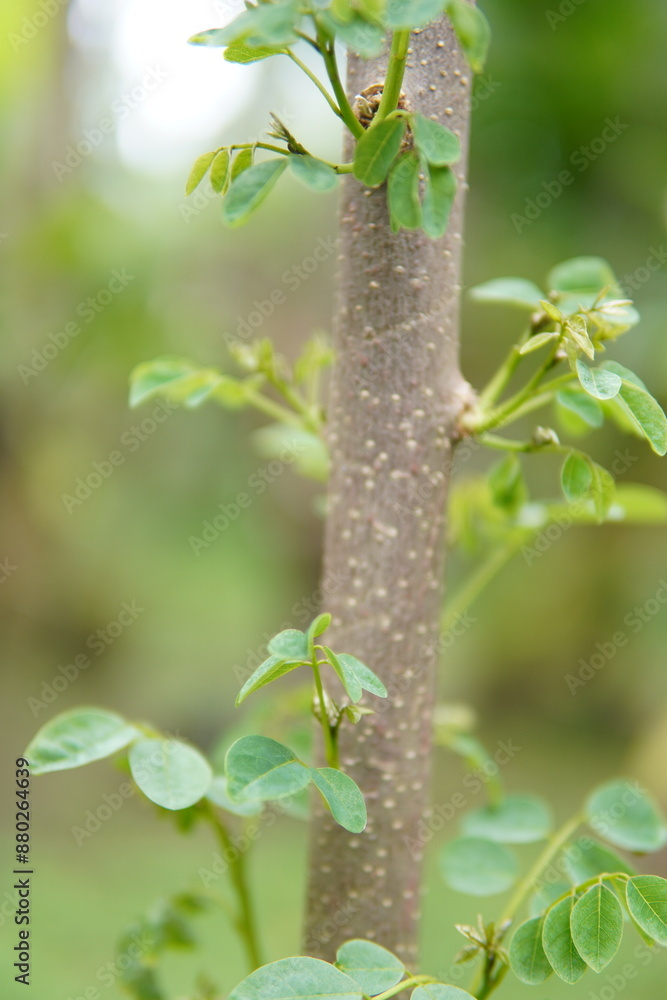 growing Gliricidia stick . plastic cap is on the top of stick. this is patriate photo of a stick . This is one of planting method . growing Gliricidia stick . plastic cap is on the top of stick. this is patriate photo of a stick . This is one of planting method .