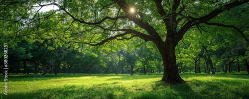 Tree maintenance pruning, watering, fertilizing, and health inspection methods, Tree pruning, Tree maintenance