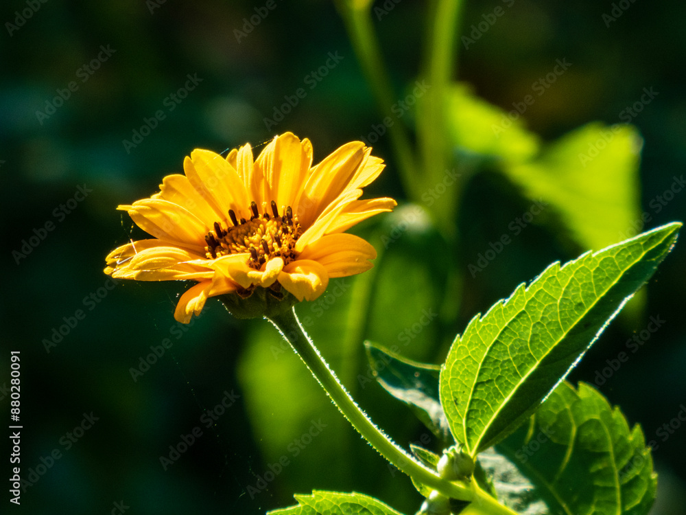 Closeup photo of a yellow heliopsis flower against a dark green background Closeup photo of a yellow heliopsis flower against a dark green background